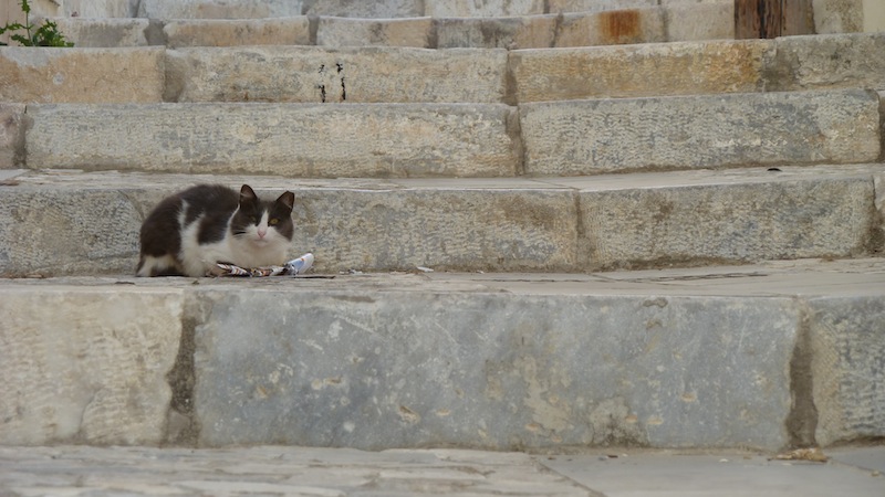 Syros cat 4.JPG